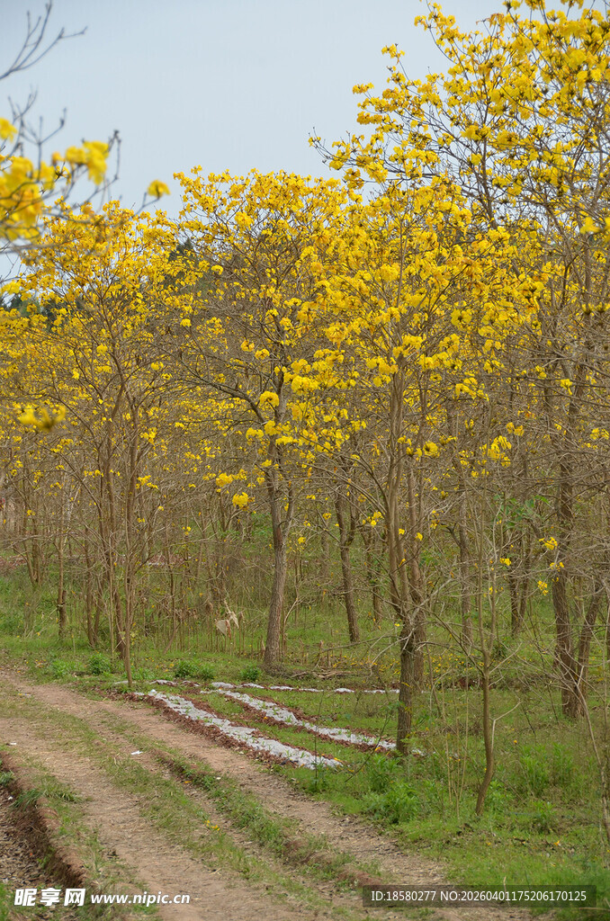黄花风铃木树林间的小径