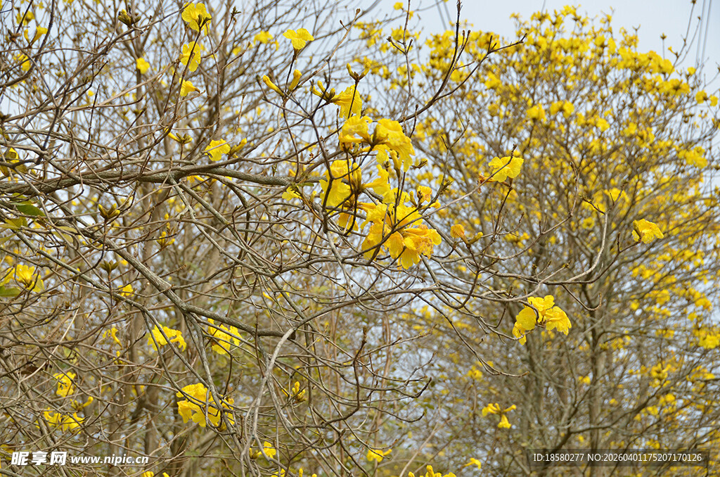 金黄花朵满枝头的树木