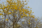 金黄灿烂的黄花风铃木