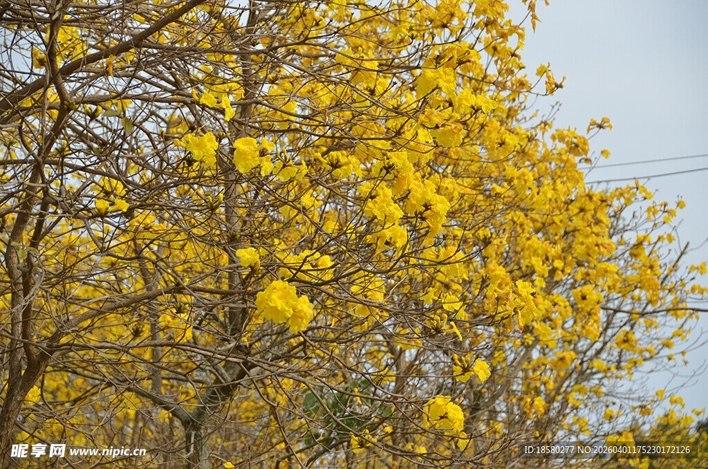 金黄灿烂的黄花风铃木