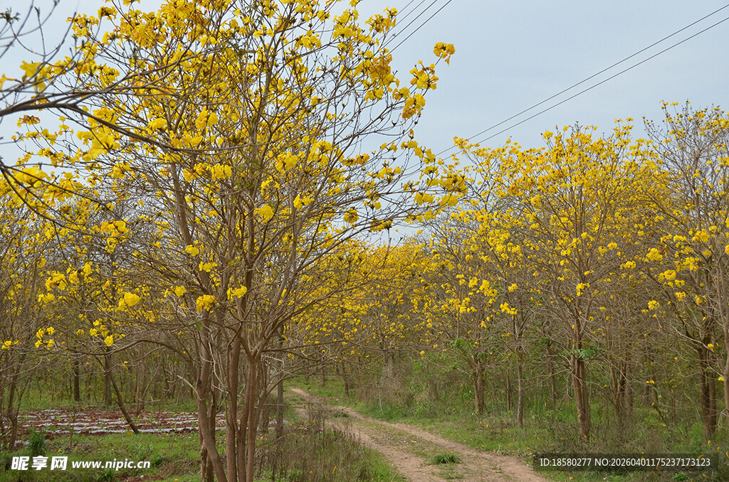 黄花风铃木树林中的小径