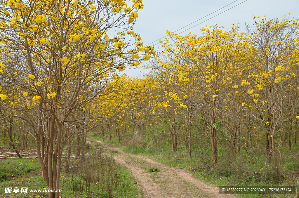 黄花风铃木的乡间小路