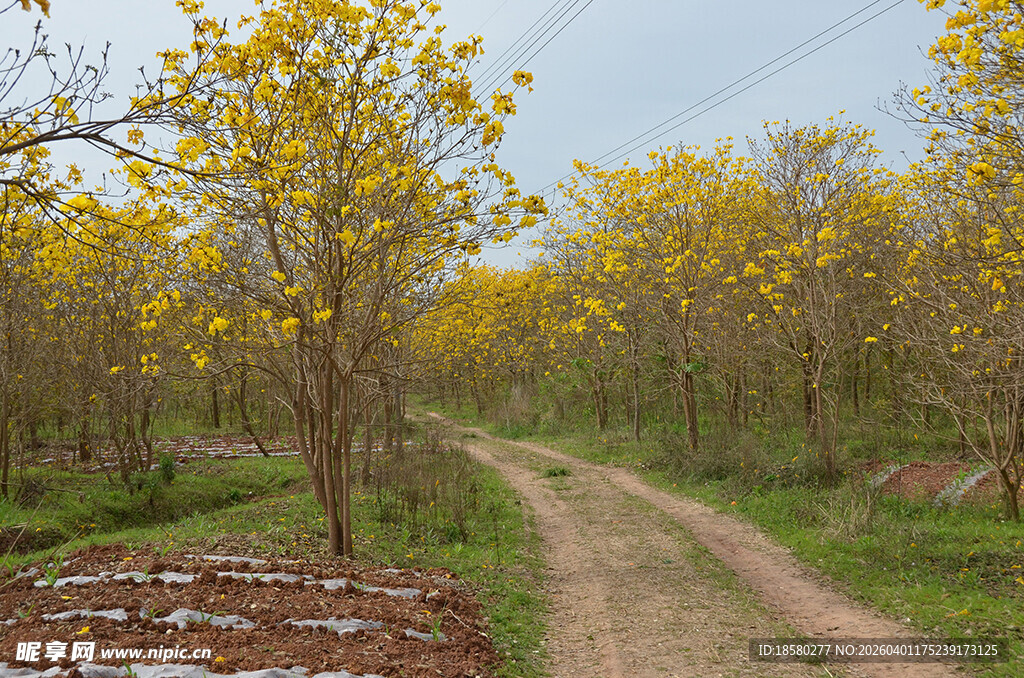 黄花风铃木的乡间小路