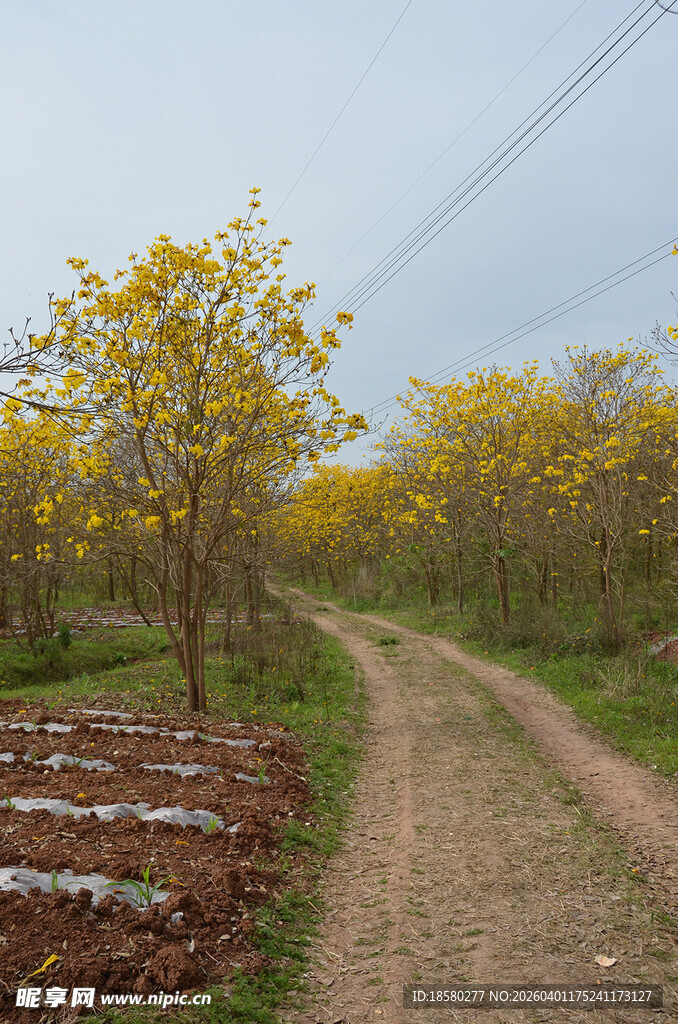 黄花风铃木中的乡间小路