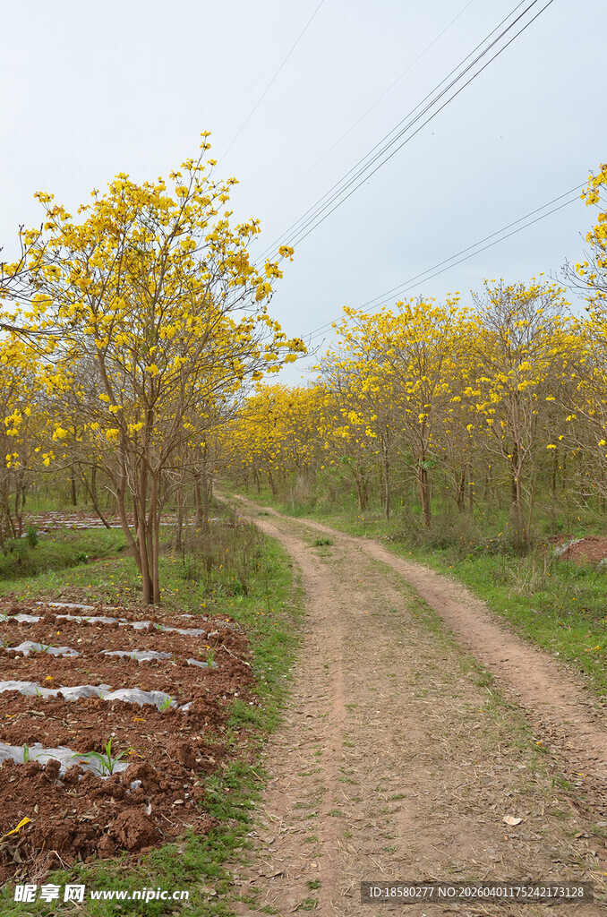 黄风铃树林中的土路