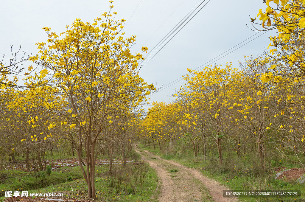 金黄树林中的乡间小路
