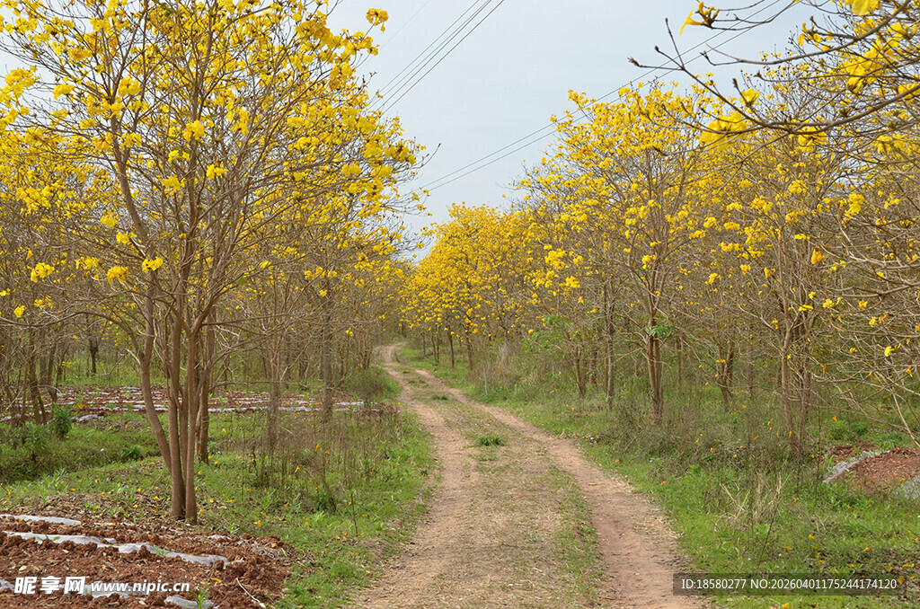 黄花风铃木树林中的蜿蜒土路