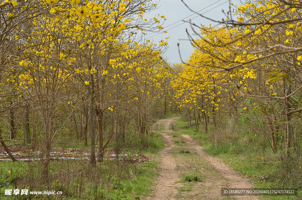 黄花风铃木林中的蜿蜒小路