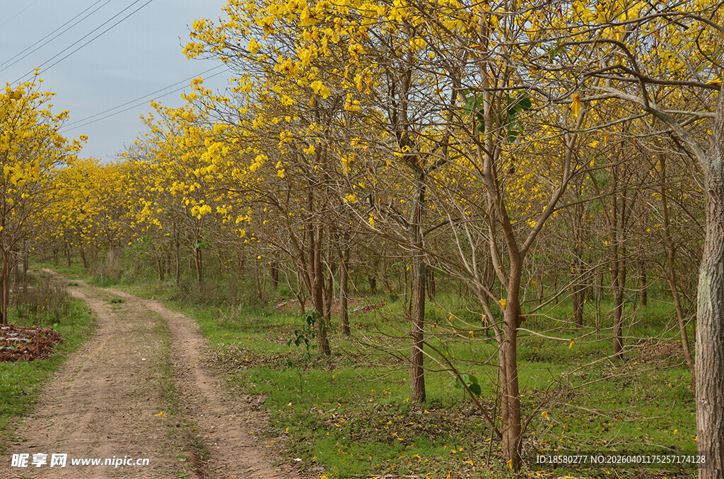 黄花风铃木间的乡间小路