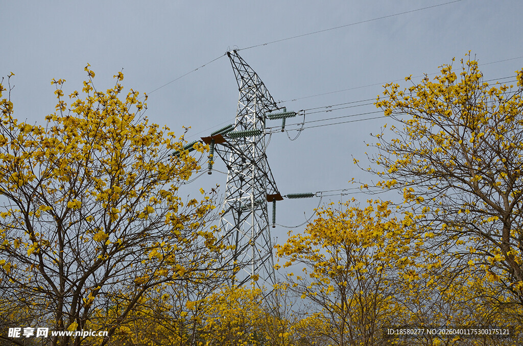 春日里的输电塔与黄花风铃木