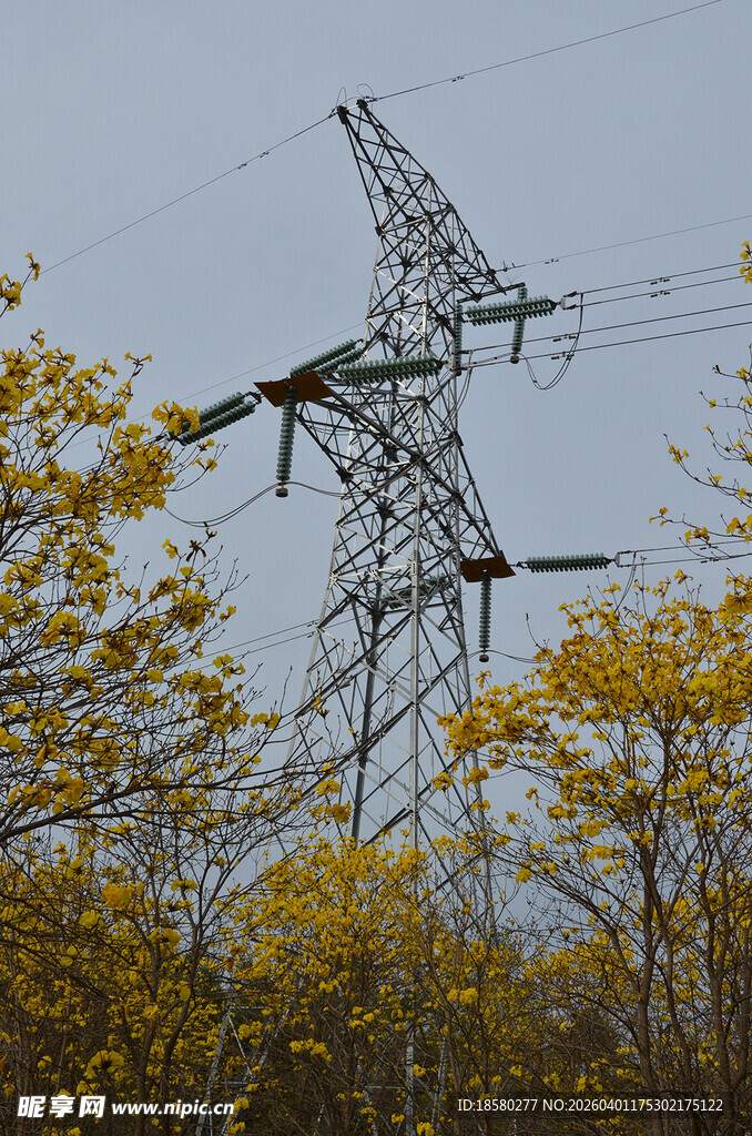 黄风铃木林中的输电铁塔