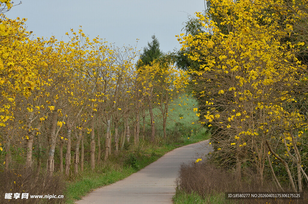 黄花风铃木林中的蜿蜒小路
