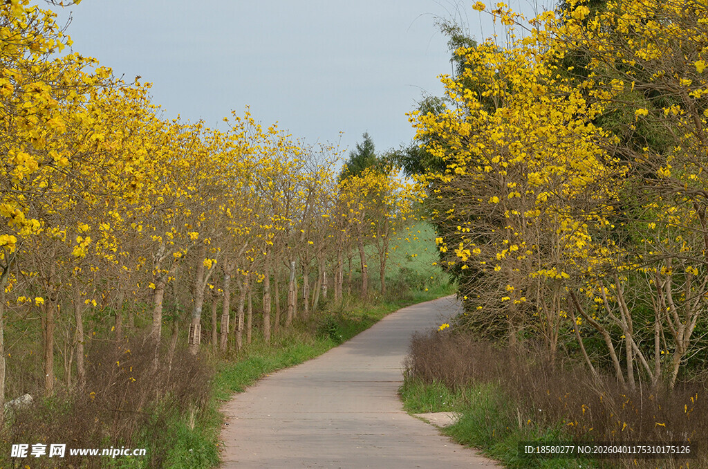 林间黄花风铃木黄叶小道