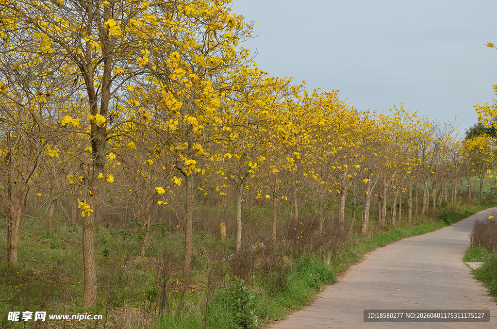 春日黄花风铃木林间小道 