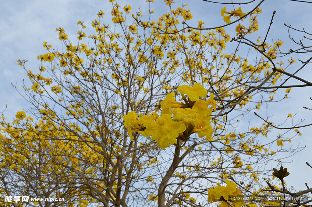 黄花风铃木