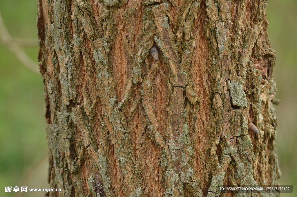 树皮纹理特写