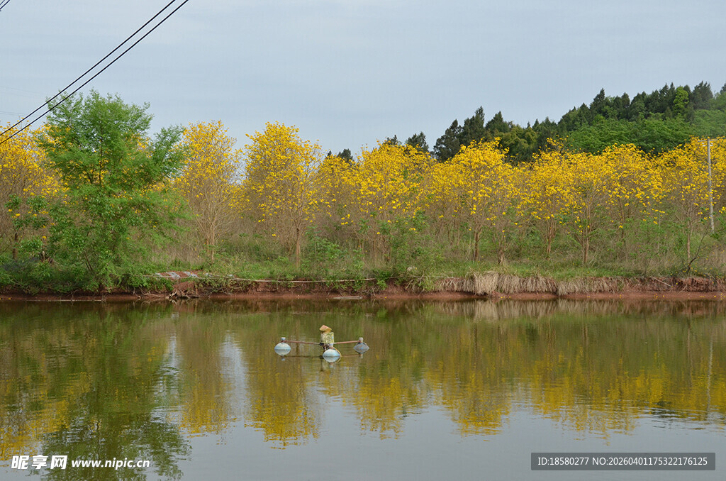 黄风铃木湖畔美景
