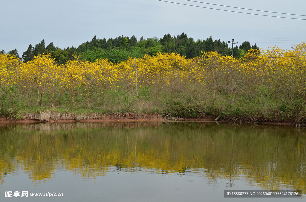 湖畔金黄风铃木树林倒映美景