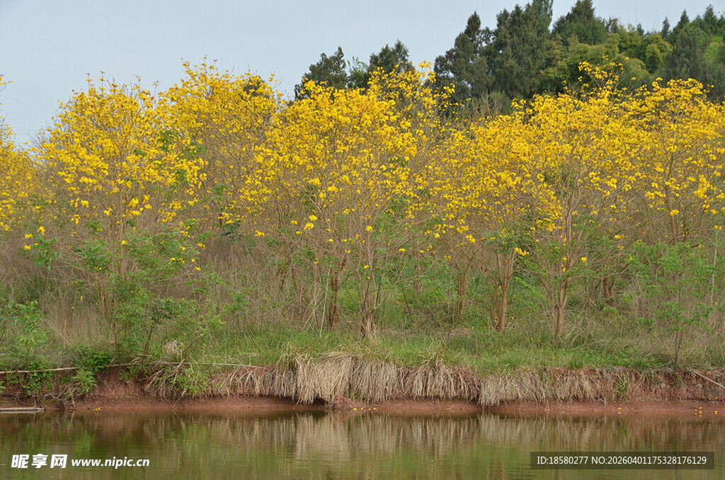 河畔黄花烂漫的风铃木