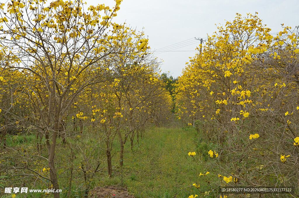 春日黄风铃木黄花林中小径