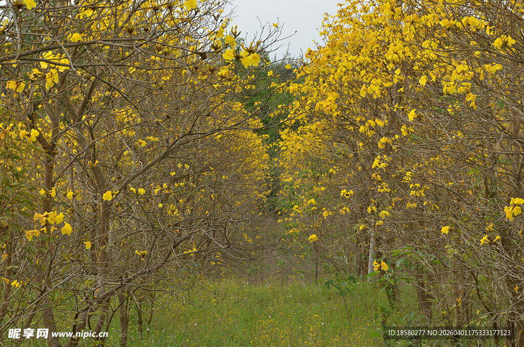 黄花风铃木林中的清新小径