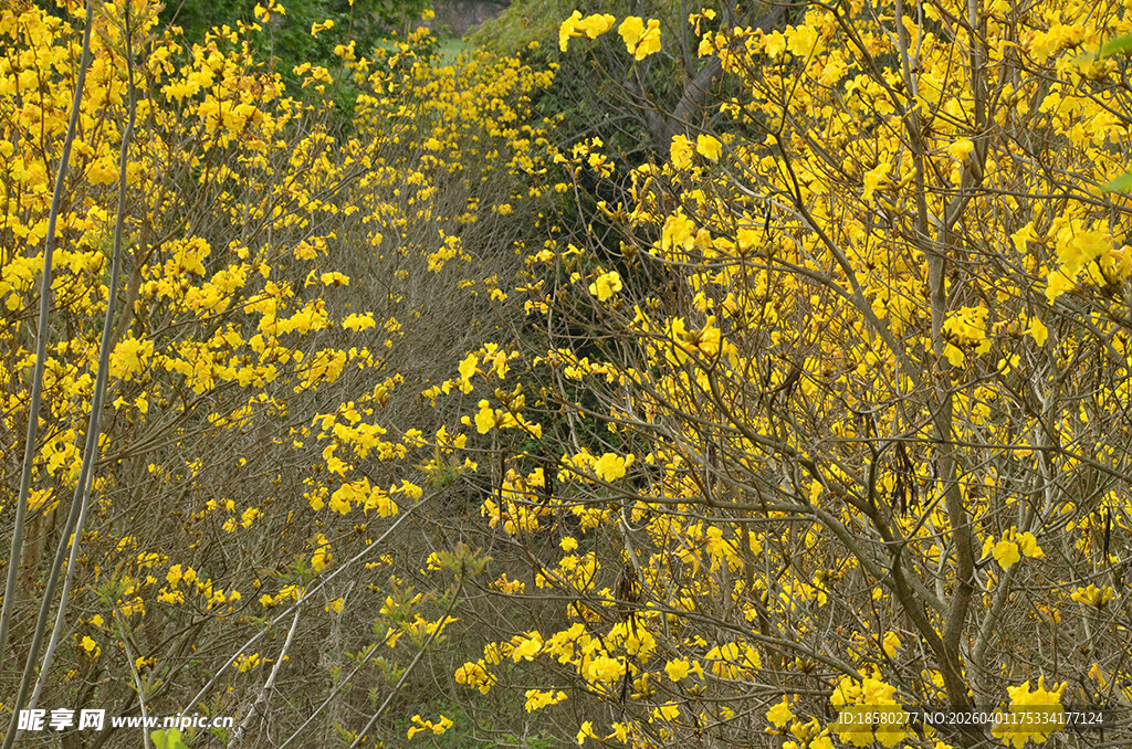 金黄烂漫的黄花风铃木