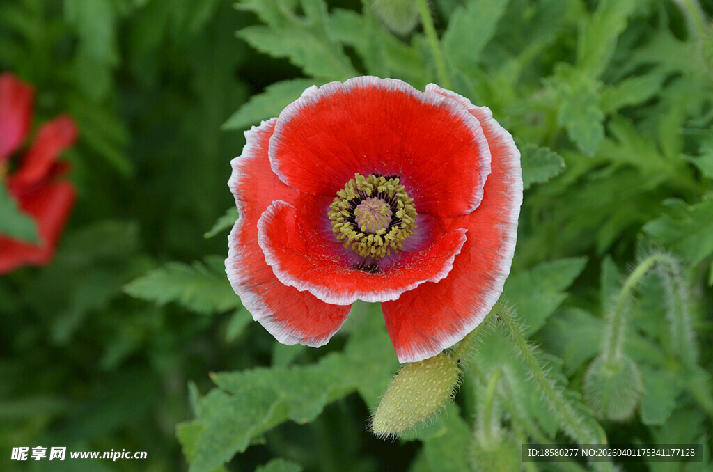 鲜艳虞美人绽放绿叶间