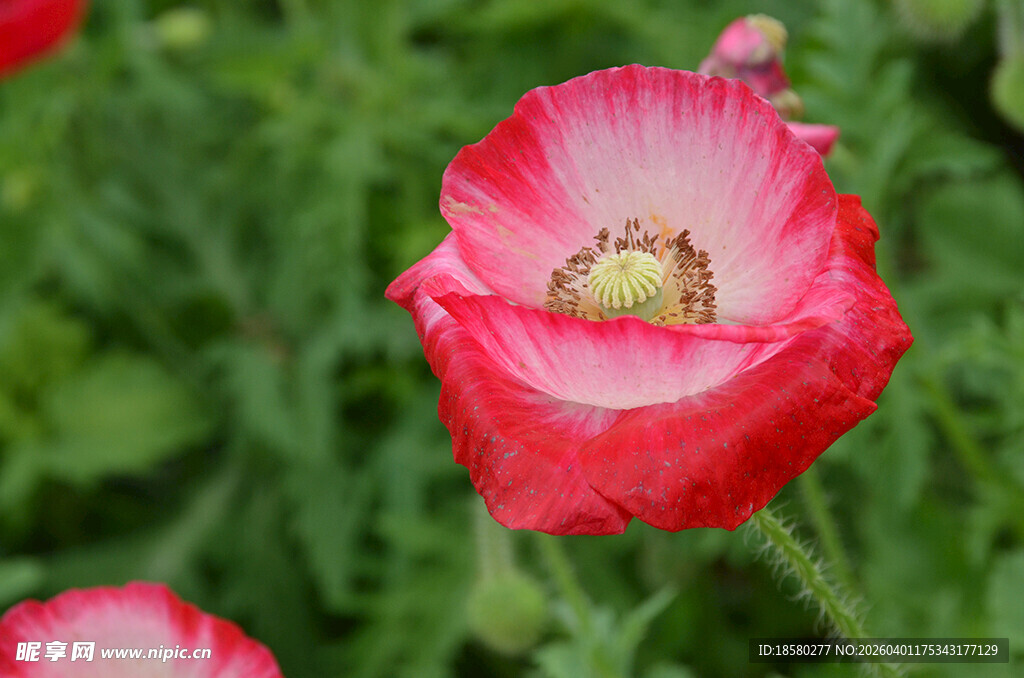 娇艳虞美人绽放于绿野