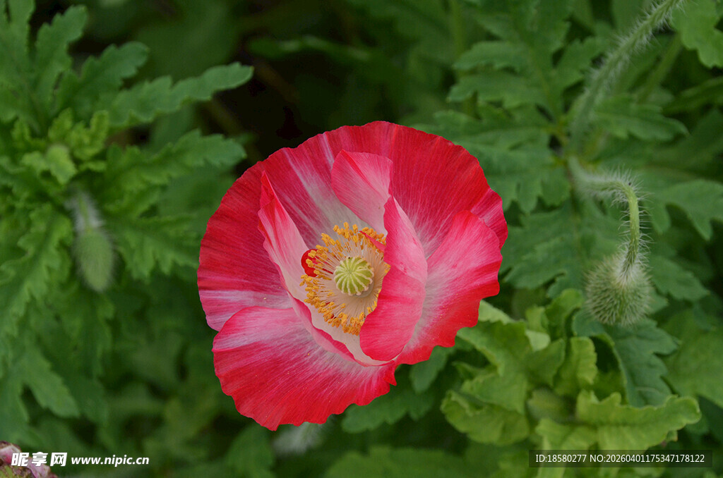 娇艳虞美人绽放绿叶间