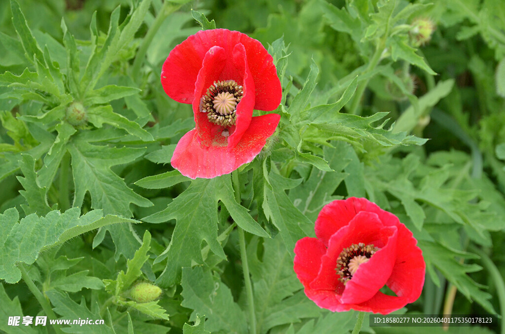 两朵娇艳虞美人绽于绿叶间