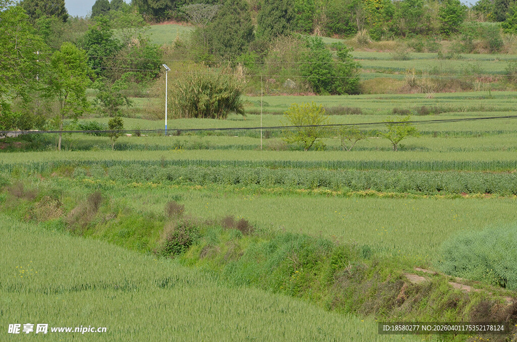 田园风光中的绿色农田