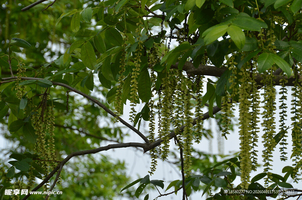 绿叶间垂挂的枫杨柳