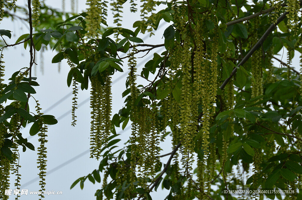 枫杨柳垂下的翠绿藤蔓植物