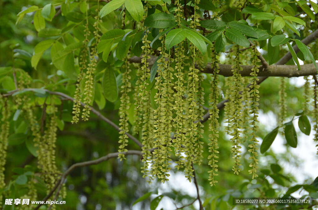 翠绿枝头垂挂串串花序