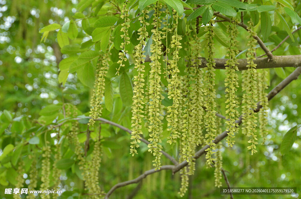 垂下的嫩绿杨絮