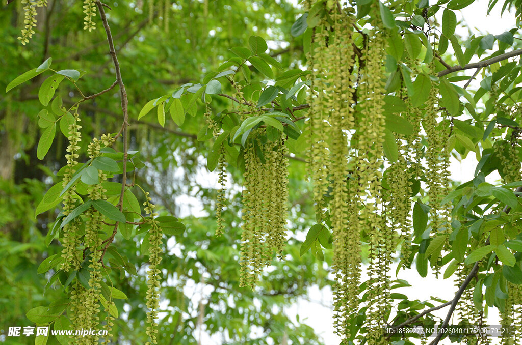 垂挂的枫杨树翠绿植物枝叶