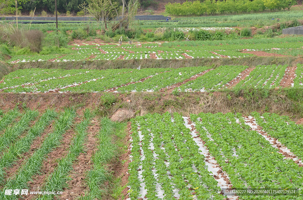 层层叠叠的绿色农田景观