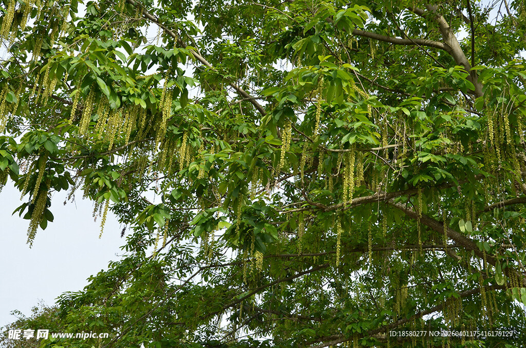 枫杨柳绿叶间垂下的细长植物