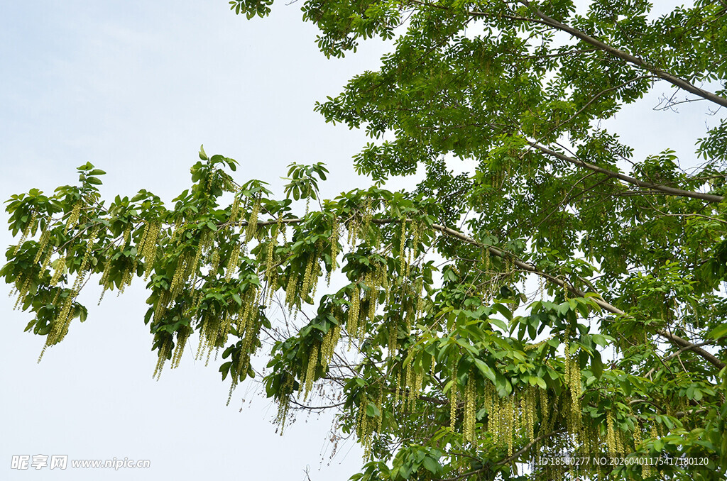 枝头绿叶 尽显自然生机
