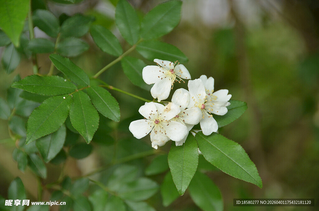 白色七里香小花绽放绿叶间