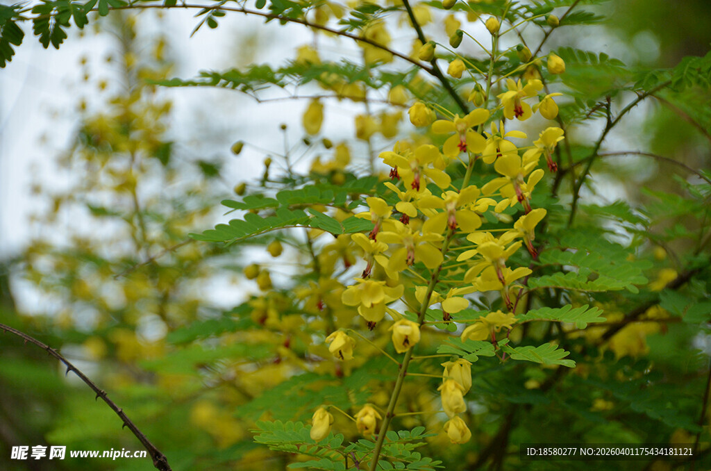金黄繁茂的云实花牛王茨花特写