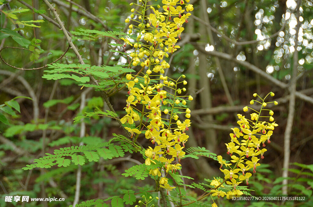 云实花  林间绽放的金黄花朵