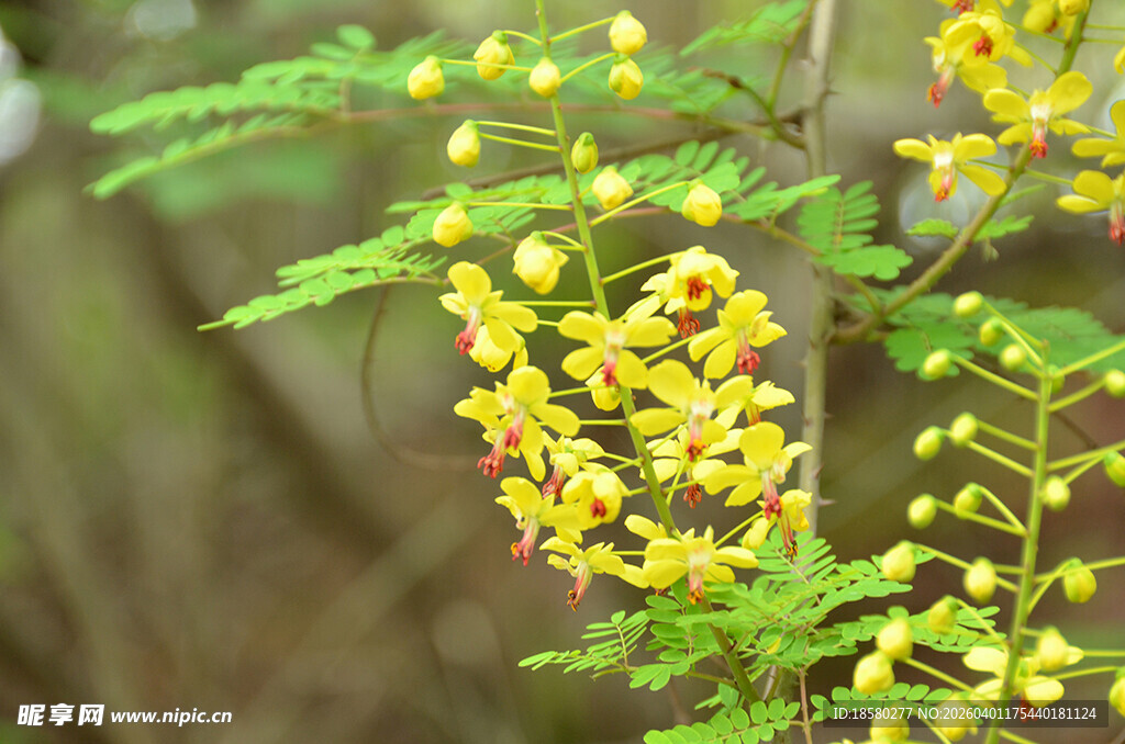 云实花 金黄小花绽放绿叶间