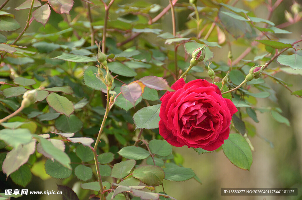 枝头绽放的艳丽红玫瑰