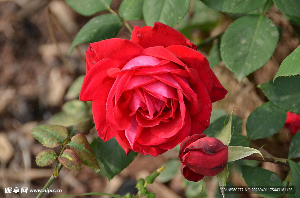 娇艳红玫瑰绽放瞬间