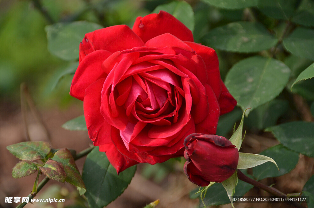 娇艳红玫瑰与待放花蕾