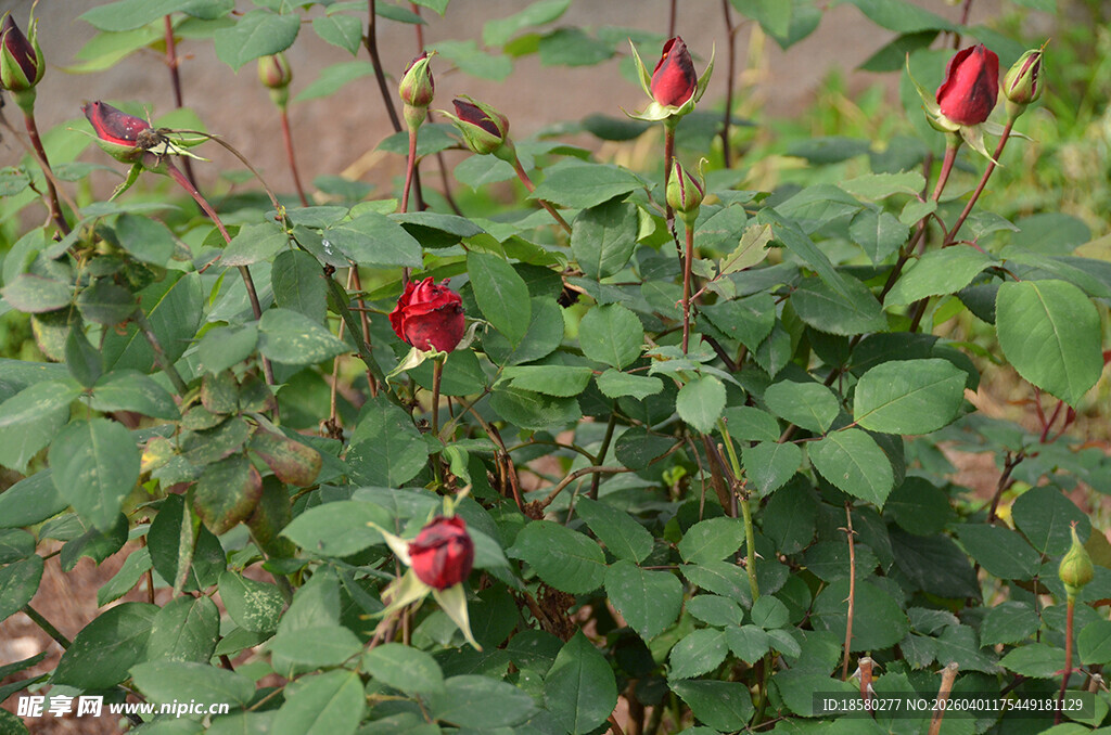 绽放的红玫瑰与绿叶