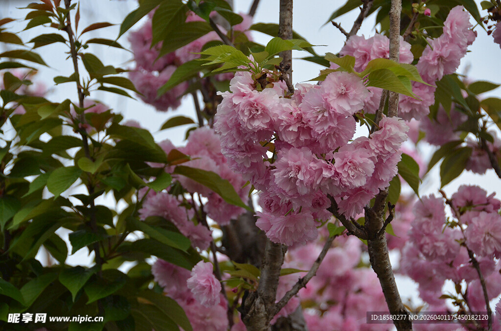 盛开的粉紫色樱花繁花