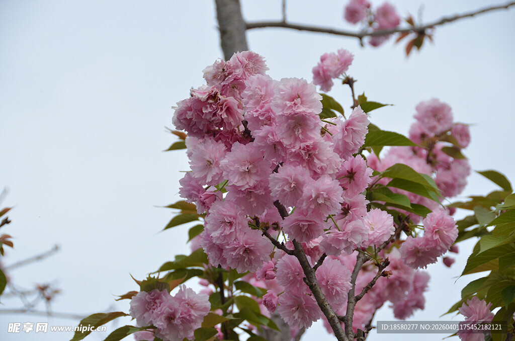 盛开的粉色樱花