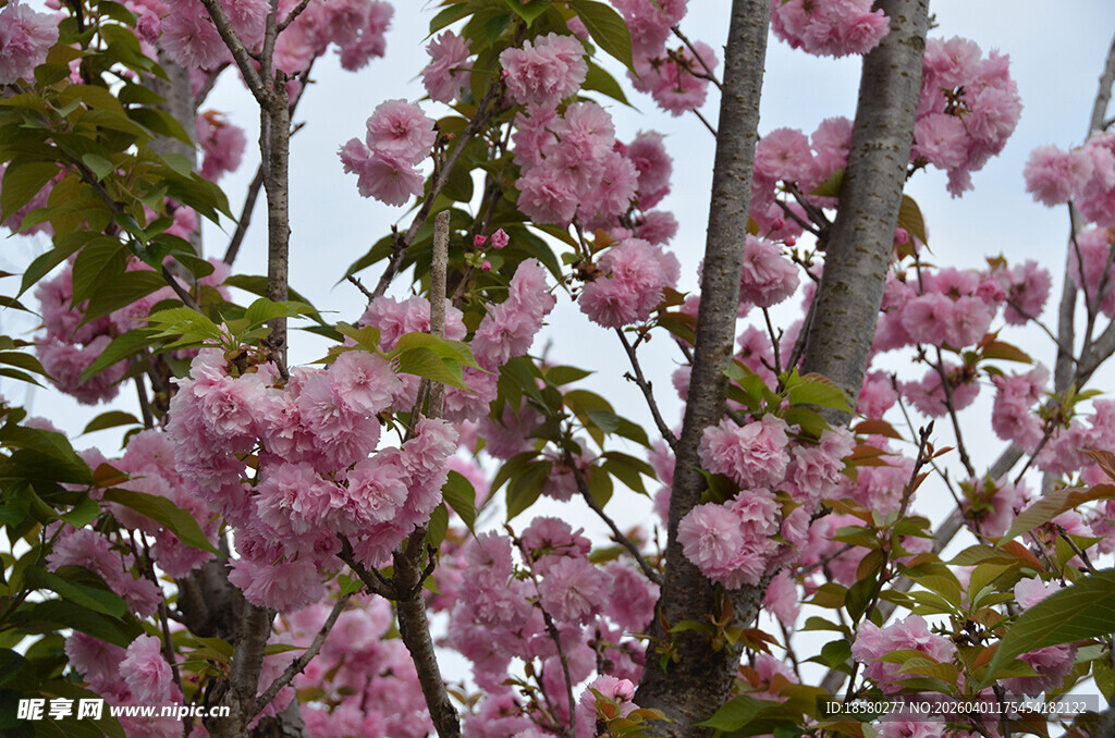盛开的粉色樱花树